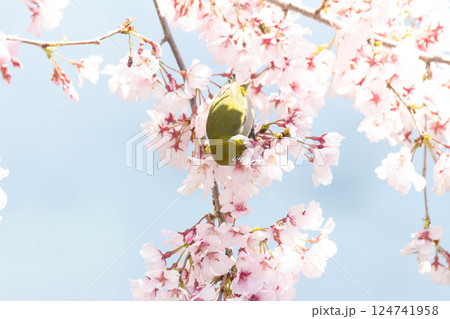 小彼岸桜とメジロ 124741958