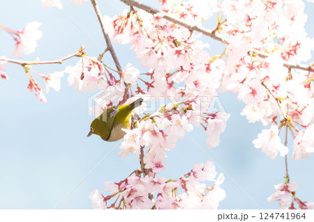 小彼岸桜とメジロ 124741964