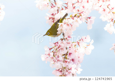 小彼岸桜とメジロ 124741965