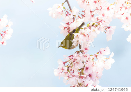 小彼岸桜とメジロ 小彼岸桜とメジロ 124741966