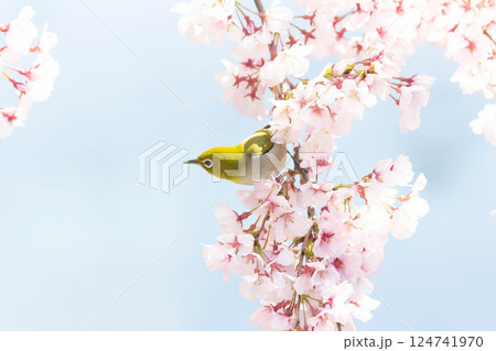 小彼岸桜とメジロ 124741970