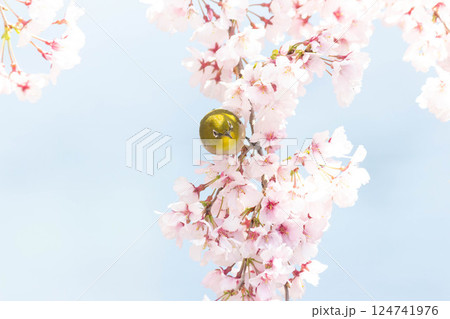 小彼岸桜とメジロ 124741976
