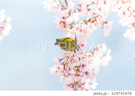小彼岸桜とメジロ 小彼岸桜とメジロ 124741978