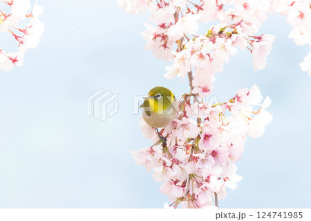 小彼岸桜とメジロ 小彼岸桜とメジロ 124741985