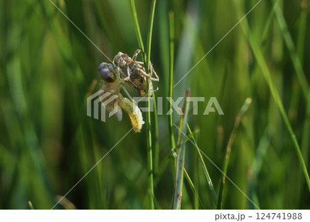 ハチョウトンボ　世界一小さいトンボ 124741988