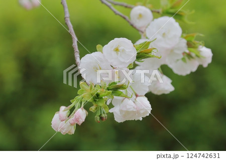 桜(白妙) 桜(白妙) 124742631