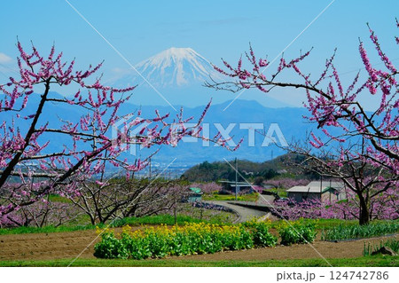 桃の花と富士山 桃の花と富士山 124742786