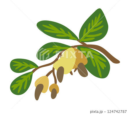 Cashew nuts on branch with leaves. Vector isolated illustration Cashew nuts on branch with leaves. Vector isolated illustration 124742787