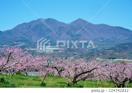 桃の花と茅ヶ岳 桃の花と茅ヶ岳 124742812