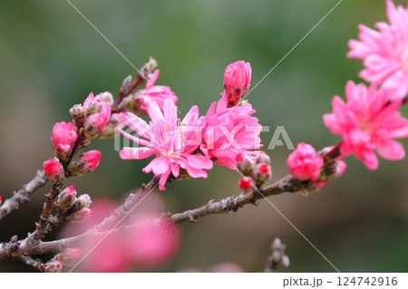 菊桃 菊桃 124742916