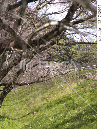 しだれ桜並木で白い日傘を差しながら花見をする客 124742963