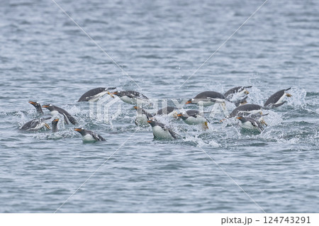 Gentoo Penguins at sea Gentoo Penguins at sea 124743291