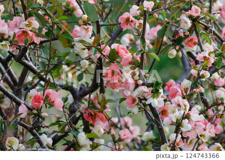 咲き誇るボケの花01 咲き誇るボケの花01 124743366