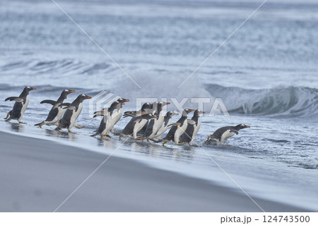 Gentoo Penguins going to sea Gentoo Penguins going to sea 124743500