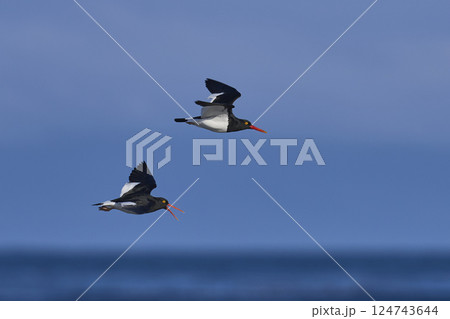 Magellanic Oystercatchers in flight Magellanic Oystercatchers in flight 124743644