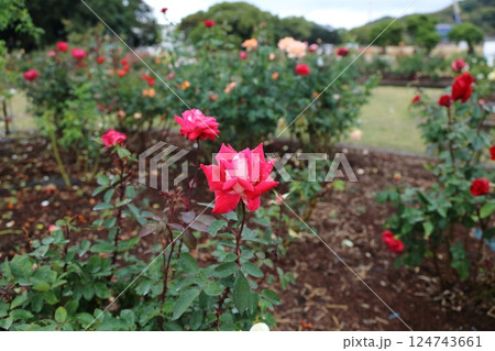 荒尾市 おもやい市民花壇 バラの花、 荒尾市 おもやい市民花壇 バラの花、 124743661