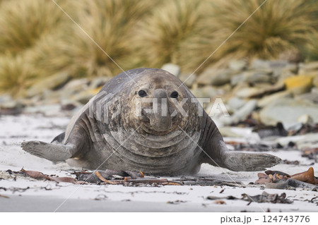 Charging male Southern Elephant Seal Charging male Southern Elephant Seal 124743776
