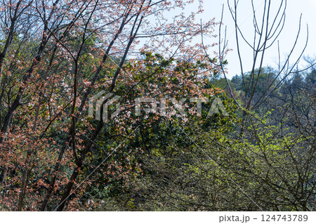 日本の岡山県玉野市の深山公園の満開の桜 日本の岡山県玉野市の深山公園の満開の桜 124743789