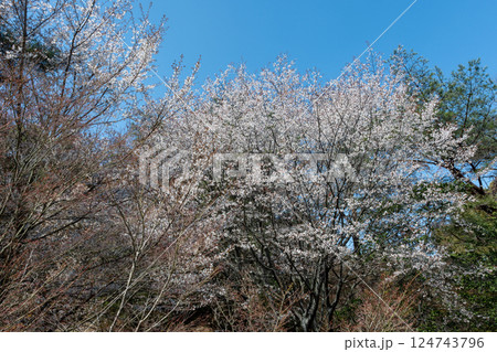 日本の岡山県玉野市の深山公園の満開の桜 124743796