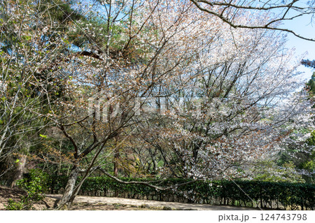 日本の岡山県玉野市の深山公園の満開の桜 124743798