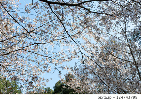 日本の岡山県玉野市の深山公園の満開の桜 日本の岡山県玉野市の深山公園の満開の桜 124743799