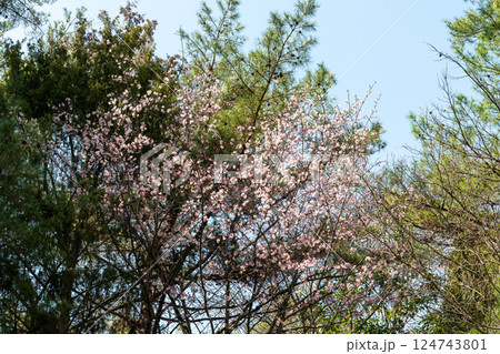日本の岡山県玉野市の深山公園の満開の桜 124743801