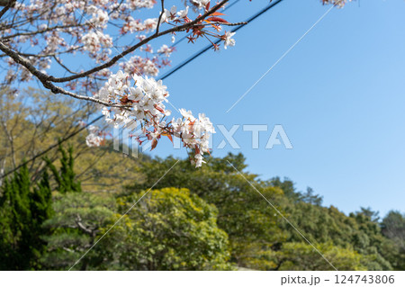 日本の岡山県玉野市の深山公園の満開の桜 日本の岡山県玉野市の深山公園の満開の桜 124743806