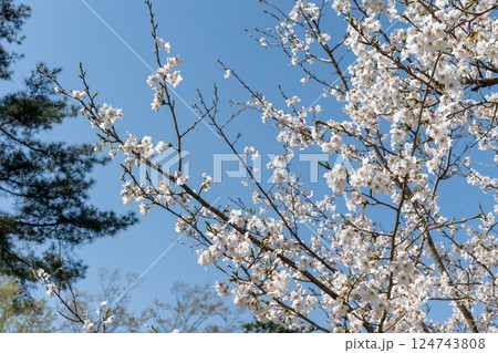 日本の岡山県玉野市の深山公園の満開の桜 124743808