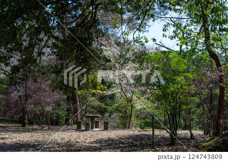 日本の岡山県玉野市の深山公園の満開の桜 124743809