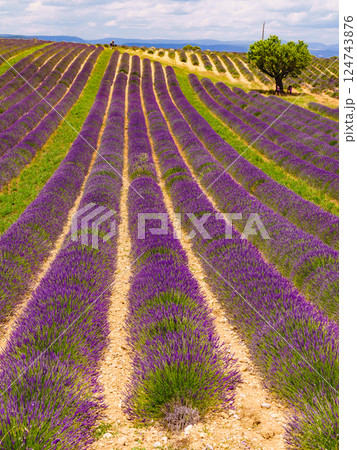 Lavender flowers blooming field in France Lavender flowers blooming field in France 124743876