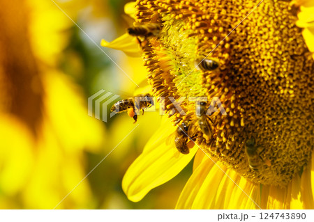 Honey bee collecting pollen at yellow flower. close up 124743890