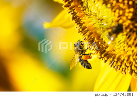 Honey bee collecting pollen at yellow flower. close up 124743891