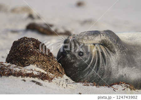 Southern Elephant Seal pup 124743902