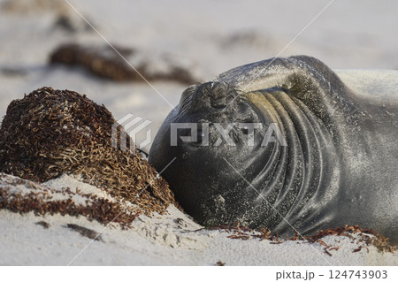 Southern Elephant Seal pup Southern Elephant Seal pup 124743903