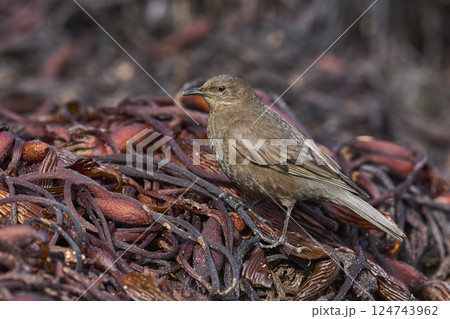 Tussacbird 124743962