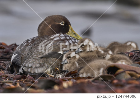 Falkland Steamer Duck and brood Falkland Steamer Duck and brood 124744006