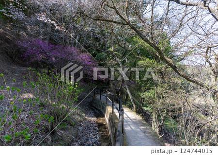 日本の岡山県玉野市の深山公園の美しいヤマツツジ 124744015