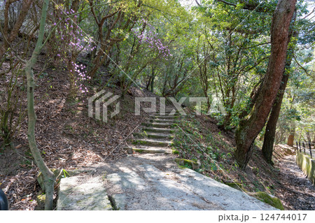 日本の岡山県玉野市の深山公園の美しいヤマツツジ 124744017