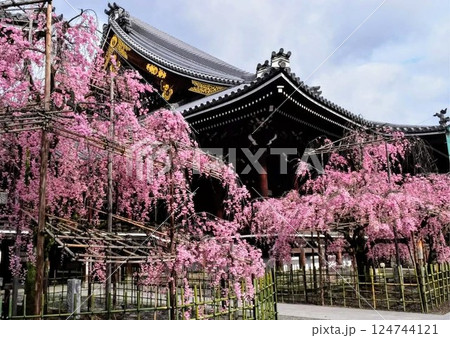 佛光寺しだれ桜 124744121