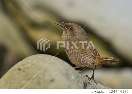 Cobb's Wren calling 124744182