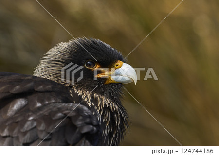 Striated Caracara Striated Caracara 124744186