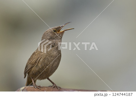 Cobb's Wren calling Cobb's Wren calling 124744187