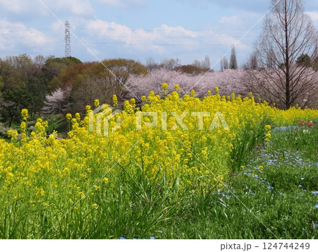 桜の花:満開の桜:ソメイヨシノ&:菜の花:山田池公園 桜の花:満開の桜:ソメイヨシノ&:菜の花:山田池公園 124744249