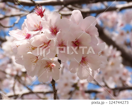 桜の花：満開の桜：ソメイヨシノ&青い空：山田池公園 124744273