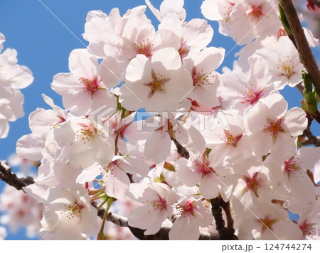 桜の花:満開の桜:ソメイヨシノ&青い空:山田池公園 桜の花:満開の桜:ソメイヨシノ&青い空:山田池公園 124744274