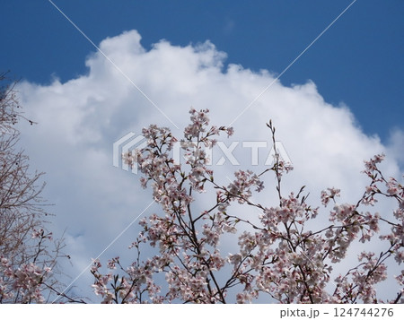 桜の花：満開の桜：ソメイヨシノ&白い雲：山田池公園 124744276