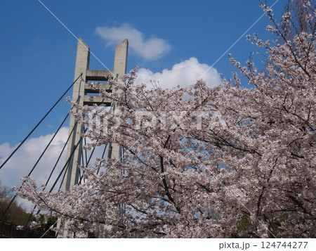 桜の花：満開の桜：ソメイヨシノ&青い空：山田池公園 124744277