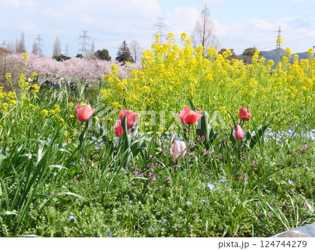 桜の花:満開の桜:ソメイヨシノ&:菜の花&チュウリップ:山田池公園 桜の花:満開の桜:ソメイヨシノ&:菜の花&チュウリップ:山田池公園 124744279