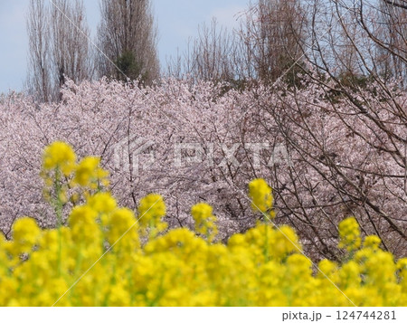 桜の花:満開の桜:ソメイヨシノ&:菜の花:山田池公園 桜の花:満開の桜:ソメイヨシノ&:菜の花:山田池公園 124744281