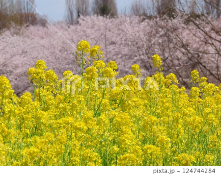 桜の花:満開の桜:ソメイヨシノ&:菜の花:山田池公園 桜の花:満開の桜:ソメイヨシノ&:菜の花:山田池公園 124744284
